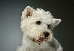 porträtt av en väst högland vit terrier westie foto