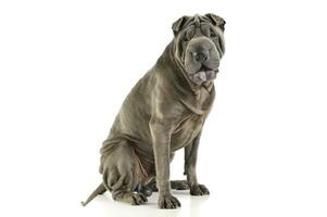 studio skott av ett förtjusande shar pei Sammanträde och ser nyfiket på de kamera foto