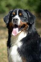 mycket trevlig Berner berg hund porträtt i natur foto