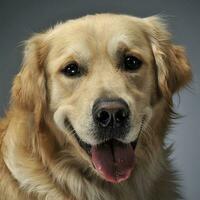 gyllene retriever porträtt med grå bakgrund foto