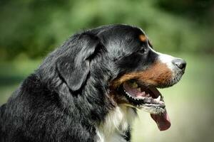 mycket trevlig Berner berg hund porträtt i natur foto