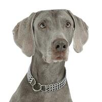 ljuv weimaraner porträtt i en Foto studio