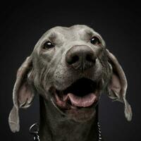 ljuv weimaraner porträtt i en Foto studio