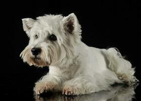 väst högland vit terrier liggande i de mörk studio foto