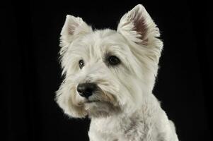 väst högland vit terrier porträtt i de mörk studio foto