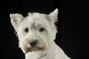 väst högland vit terrier porträtt i de mörk studio foto