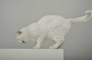 studio skott av ett förtjusande inhemsk katt jama på grå bakgrund foto