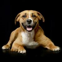 studio skott av ett förtjusande Staffordshire terrier foto