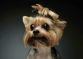 porträtt av ett förtjusande yorkshire terrier ser nyfiket på de kamera med rolig hästsvans foto