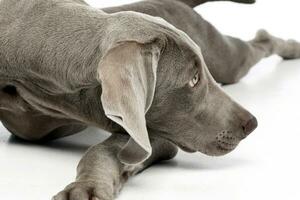 studio skott av ett förtjusande weimaraner hund foto