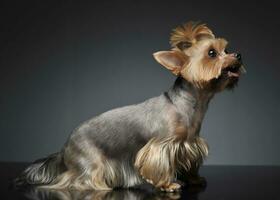 yorkshire terrier porträtt i en graderad grå bakgrund med öppen mun foto