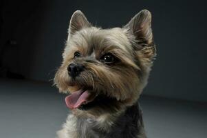 porträtt av ett förtjusande yorkshire terrier ser nöjd foto
