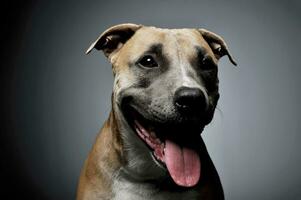 studio skott av en härlig Staffordshire terrier foto