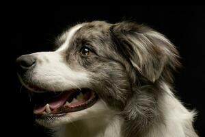 studio skott av en söt gräns collie valp foto