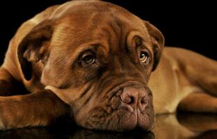 studio skott av ett förtjusande dogue de bordeaux foto