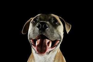 studio porträtt skott av en härlig Staffordshire terrier foto