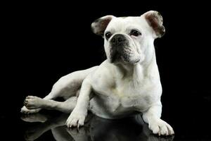 vit franska bulldogg med rolig öron Framställ i en mörk Foto studio