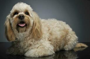 söt havanese liggande i mörk bakgrund studio foto