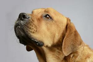 labrador retriever porträtt i vit bakgrund studio foto