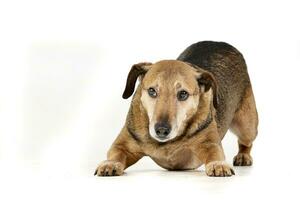 studio skott av ett förtjusande blandad ras hund foto