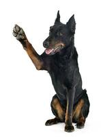 beauceron ger du en fem i en vit bakgrund studio foto