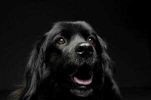 trevlig newpoungland hund porträtt i en mörk Foto studio bakgrund