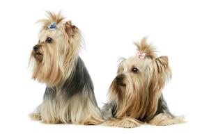 studio skott av två förtjusande yorkshire terrier foto