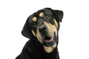 porträtt av ett förtjusande blandad ras hund foto
