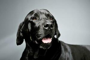 porträtt av ett förtjusande labrador retriever ser nyfiket - isolerat på grå bakgrund foto