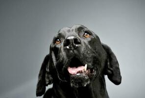 porträtt av ett förtjusande labrador retriever ser upp nyfiket - isolerat på grå bakgrund foto