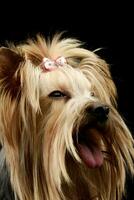 porträtt av ett förtjusande yorkshire terrier yorkie foto