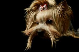 porträtt av ett förtjusande yorkshire terrier yorkie foto