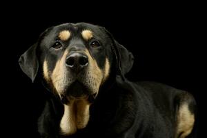 porträtt av ett förtjusande blandad ras hund foto