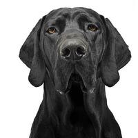 blandad ras svart hund porträtt i vit studio foto