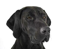 blandad ras svart hund porträtt i vit studio foto