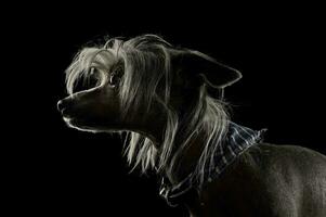 porträtt av ett förtjusande kinesisk naken hund ser nyfiket foto