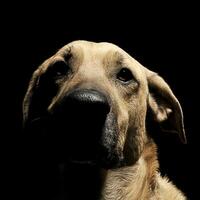 blandad ras brun hund med magi ögon porträtt i svart bakgrund foto