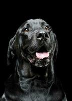 porträtt av ett förtjusande labrador retriever ser nöjd - isolerat på svart bakgrund foto