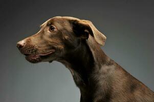 skön flygande öron blandad ras hund sida porträtt i grå bakgrund foto