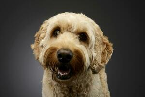 porträtt av ett förtjusande bolognese hund foto