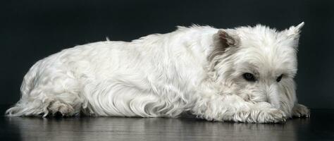 vit väst högland terrier avkopplande i studio foto