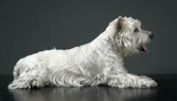 vit väst högland terrier avkopplande i studio foto