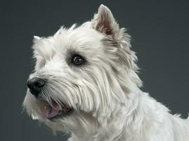 vit väst högland terrier portait i studio foto