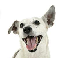 rolig öron blandad ras hund porträtt i vit studio foto