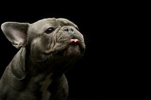 ett förtjusande franska bulldogg stretching hans tunga foto