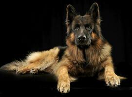 tysk herde hund avkopplande i en svart studio foto