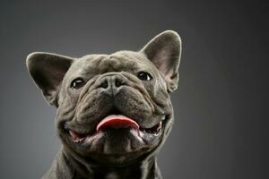 ett förtjusande franska bulldogg stretching hans tunga foto