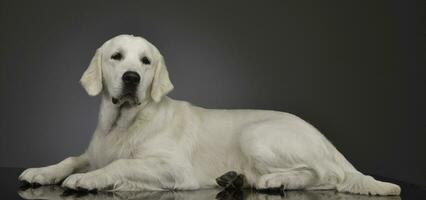 studio skott av ett förtjusande gyllene retriever foto