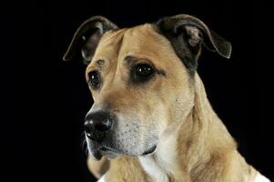 Staffordshire terrier porträtt i svart studio foto