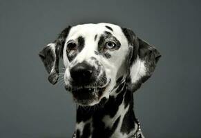 porträtt av ett förtjusande dalmatian hund med annorlunda färgad ögon ser nyfiket på de kamera foto